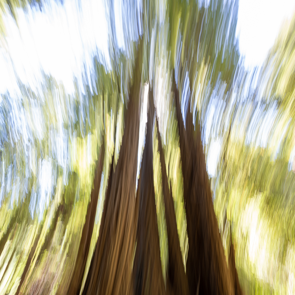 Muir Woods Abstract